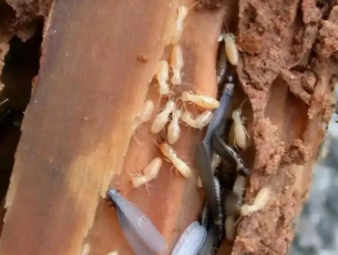 城区白蚁防治公司分享小区架空层防虫治理，解决楼栋群体性白蚁隐患